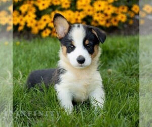 Pembroke Welsh Corgi Puppy for sale in HONEY BROOK, PA, USA