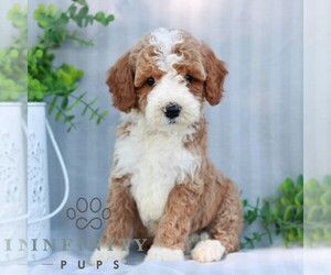 Goldendoodle (Miniature) Puppy for sale in EPHRATA, PA, USA