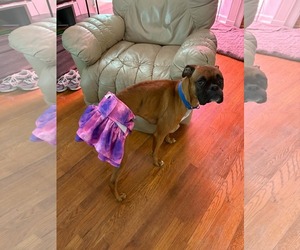 Delilah - Female Boxer Dog for Adoption - Photo #5