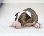 Small #1 Miniature Bull Terrier
