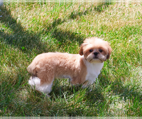 Medium Photo #5 Shih Tzu Puppy For Sale in SYRACUSE, IN, USA