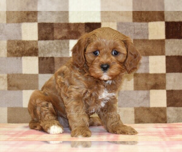 Medium Photo #4 Cavapoo (Miniature) Puppy For Sale in DENVER, PA, USA