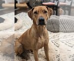Small Labrador Retriever Mix