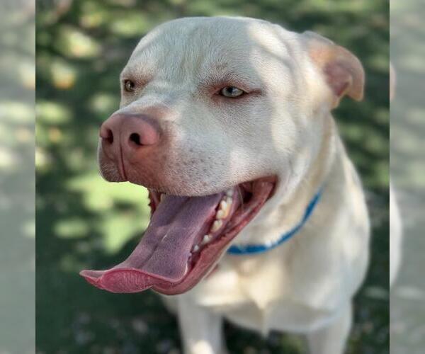 Medium Photo #1 Mastador Puppy For Sale in San Diego, CA, USA