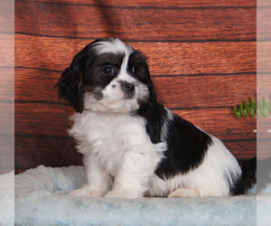 Cava-Tzu Puppy for sale in PENNS CREEK, PA, USA