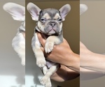 Small Photo #12 French Bulldog Puppy For Sale in GREENVILLE, SC, USA