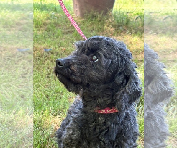 Medium Photo #4 Poodle (Miniature) Puppy For Sale in HOPKINSVILLE/PRINCETON, KY, NH, USA