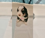 Small Photo #1 Miniature Australian Shepherd Puppy For Sale in LUBBOCK, TX, USA