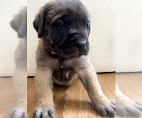 Medium Photo #4 Mastiff Puppy For Sale in CHESAPEAKE, VA, USA