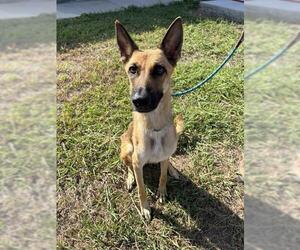 German Shepherd Dog-Unknown Mix Dogs for adoption in Corpus Christi, TX, USA