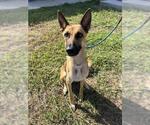 ATHENA - Female German Shepherd Dog-Unknown Mix Dog for Adoption - Small photo
