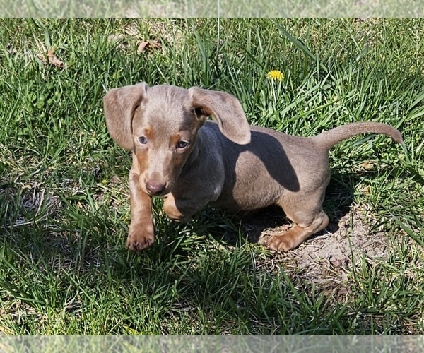 Medium Photo #8 Dachshund Puppy For Sale in CLARK, MO, USA
