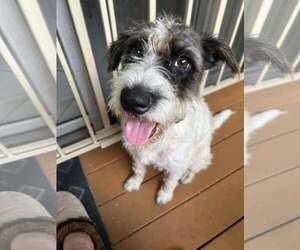Mutt Dogs for adoption in Katy, TX, USA