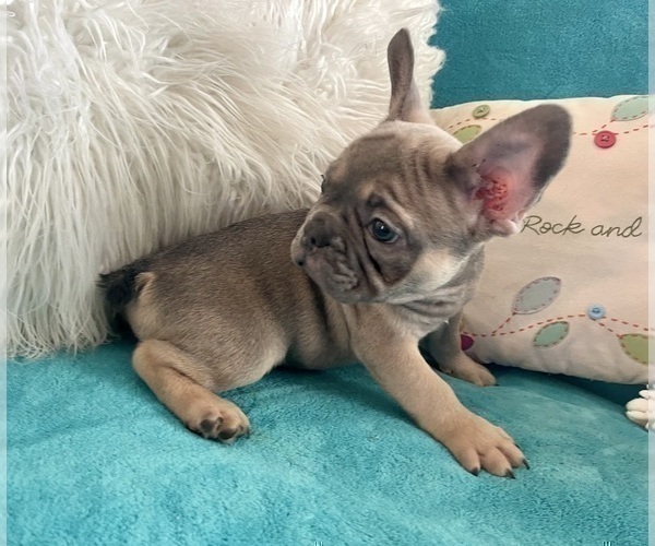 Medium Photo #28 French Bulldog Puppy For Sale in LONG BEACH, CA, USA