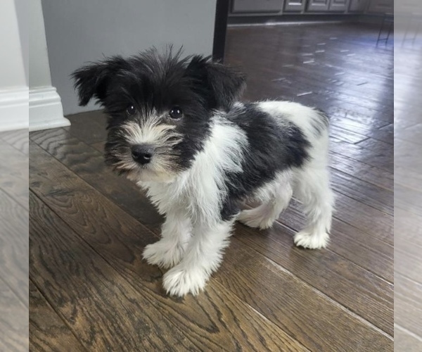 Medium Photo #5 Schnauzer (Miniature) Puppy For Sale in FRANKLIN, IN, USA