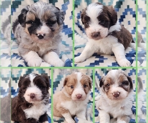 Aussiedoodle Miniature  Puppy for Sale in WINSTON SALEM, North Carolina USA