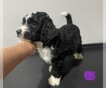 Small Photo #6 Bernedoodle Puppy For Sale in ANNA, TX, USA