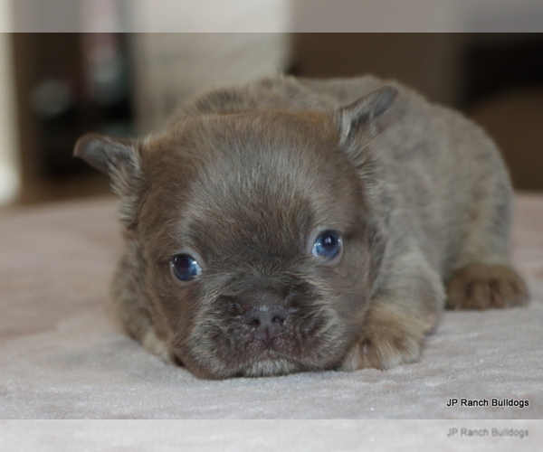 Medium Photo #7 French Bulldog Puppy For Sale in WINNSBORO, TX, USA