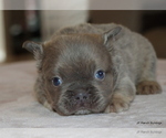 Small #6 French Bulldog
