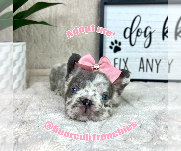 Medium Photo #6 French Bulldog Puppy For Sale in FRANKLIN, IN, USA