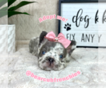 Small #5 French Bulldog