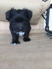 Havanese Puppy for sale in FRISCO, TX, USA