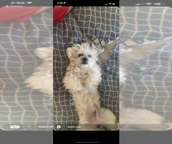 Medium Photo #1 Zuchon Puppy For Sale in SCOTTSDALE, AZ, USA