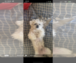 Small Photo #1 Zuchon Puppy For Sale in SCOTTSDALE, AZ, USA