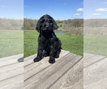 Small Photo #9 Labradoodle Puppy For Sale in CHARITON, IA, USA