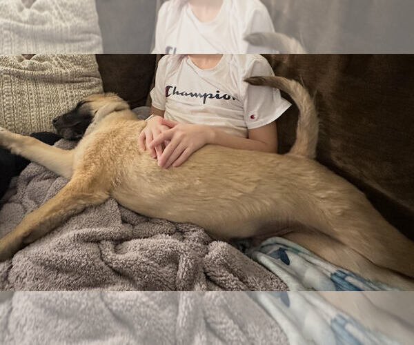 Medium Photo #5 Great Pyrenees-Unknown Mix Puppy For Sale in Wheaton, IL, USA