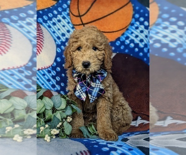 Medium Photo #1 Goldendoodle (Miniature) Puppy For Sale in AIRVILLE, PA, USA