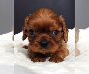 Cavalier King Charles Spaniel Puppy for sale in CARLISLE, KY, USA