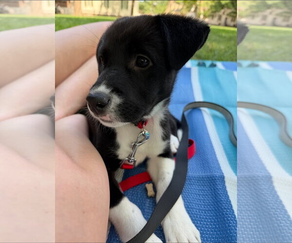 Medium Photo #5 American Pit Bull Terrier-Labrador Retriever Mix Puppy For Sale in Chester, VA, USA