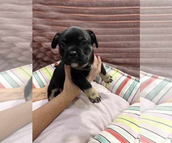 Medium Photo #4 American Bully-French Bulldog Mix Puppy For Sale in LUMBERTON, TX, USA