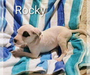 Labrador Retriever-Unknown Mix Dogs for adoption in The Woodlands, TX, USA