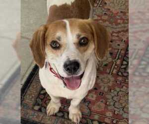 Beagle-Unknown Mix Dogs for adoption in Dunnellon, FL, USA