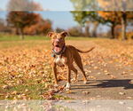 Small #6 American Pit Bull Terrier