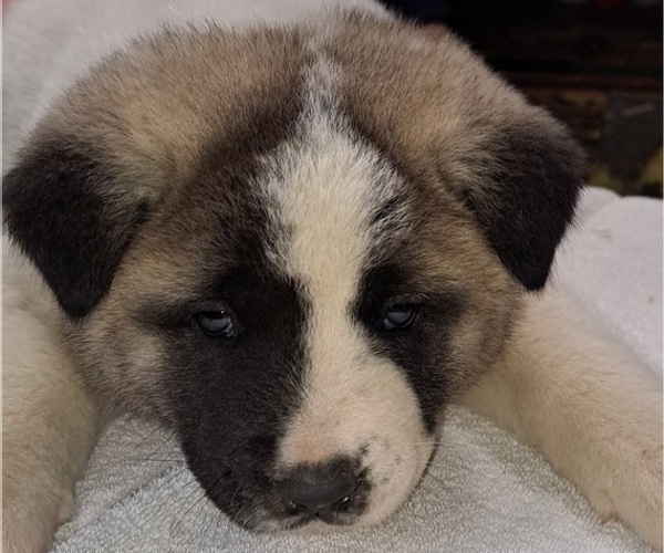 Medium Photo #4 Akita Puppy For Sale in ELLINGTON, MO, USA