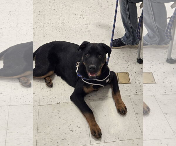 Medium Photo #2 Rottweiler-Unknown Mix Puppy For Sale in Minneapolis, MN, USA