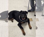 Small #1 Rottweiler Mix