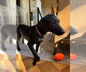 Sage - Female Shepradors Dog for Adoption - Photo #4