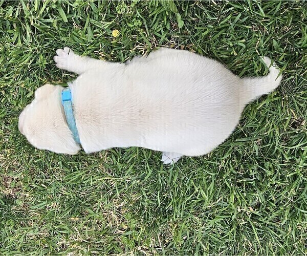 Medium Photo #16 Labrador Retriever Puppy For Sale in CEDAREDGE, CO, USA