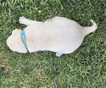 Small Photo #16 Labrador Retriever Puppy For Sale in CEDAREDGE, CO, USA