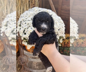 Aussiedoodle Puppy for sale in ROCKWALL, TX, USA