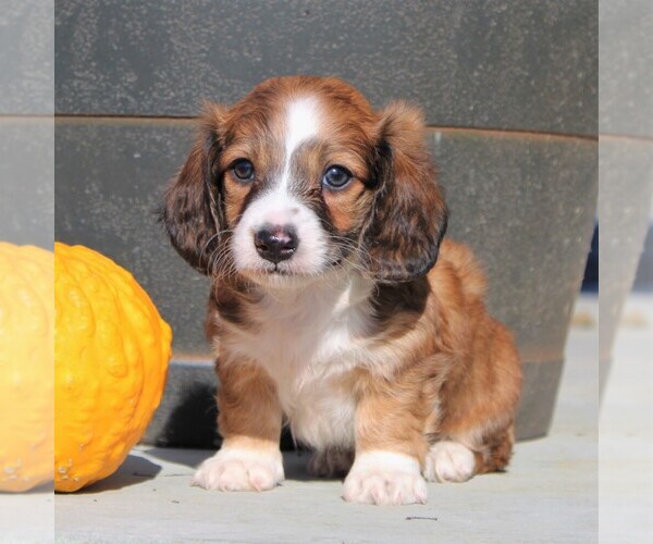 Medium Photo #1 Dachshund Puppy For Sale in MYERSTOWN, PA, USA