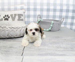 Small Photo #3 Poodle (Miniature)-ShihPoo Mix Puppy For Sale in MARIETTA, GA, USA