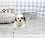 Small #2 Poodle (Miniature)-ShihPoo Mix