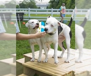 Dek - Male American Pit Bull Terrier-Unknown Mix Dog for Adoption - Photo #7