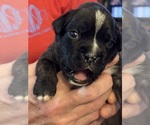 Small #1 Boxer