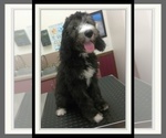 Small Photo #33 Sheepadoodle Puppy For Sale in RIALTO, CA, USA